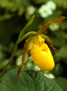 Cypripedium s0046